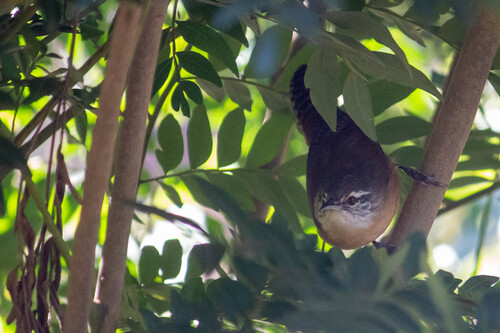 Buff-breasted Wren (Cantorchilus leucotis), photo 5