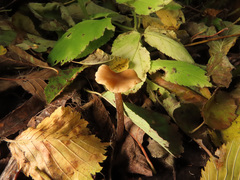 Naucoria escharioides