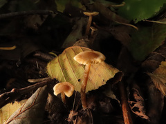 Naucoria escharioides