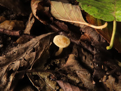 Naucoria escharioides