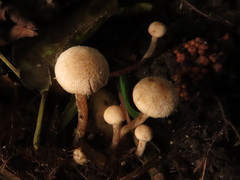 Naucoria luteolofibrillosa