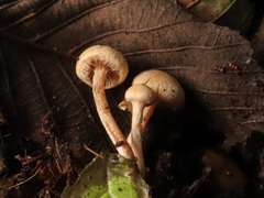 Naucoria luteolofibrillosa