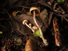 Naucoria luteolofibrillosa