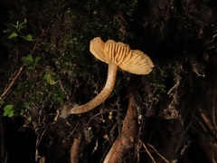 Naucoria escharioides