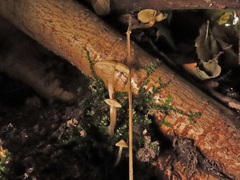 Naucoria escharioides