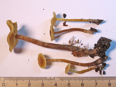 Naucoria escharioides