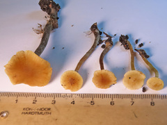 Naucoria escharioides