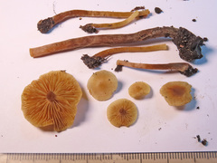 Naucoria escharioides