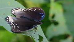 Hypolimnas bolina
