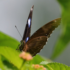 Hypolimnas bolina