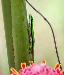 Phelsuma nigristriata