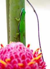 Phelsuma nigristriata