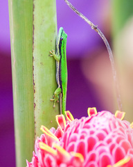 Phelsuma nigristriata