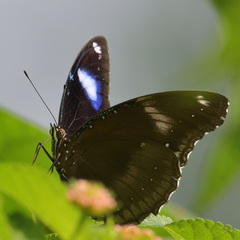 Hypolimnas bolina