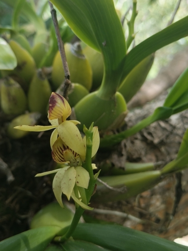 Prosthechea trulla, photograph 1
