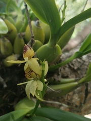 Prosthechea trulla