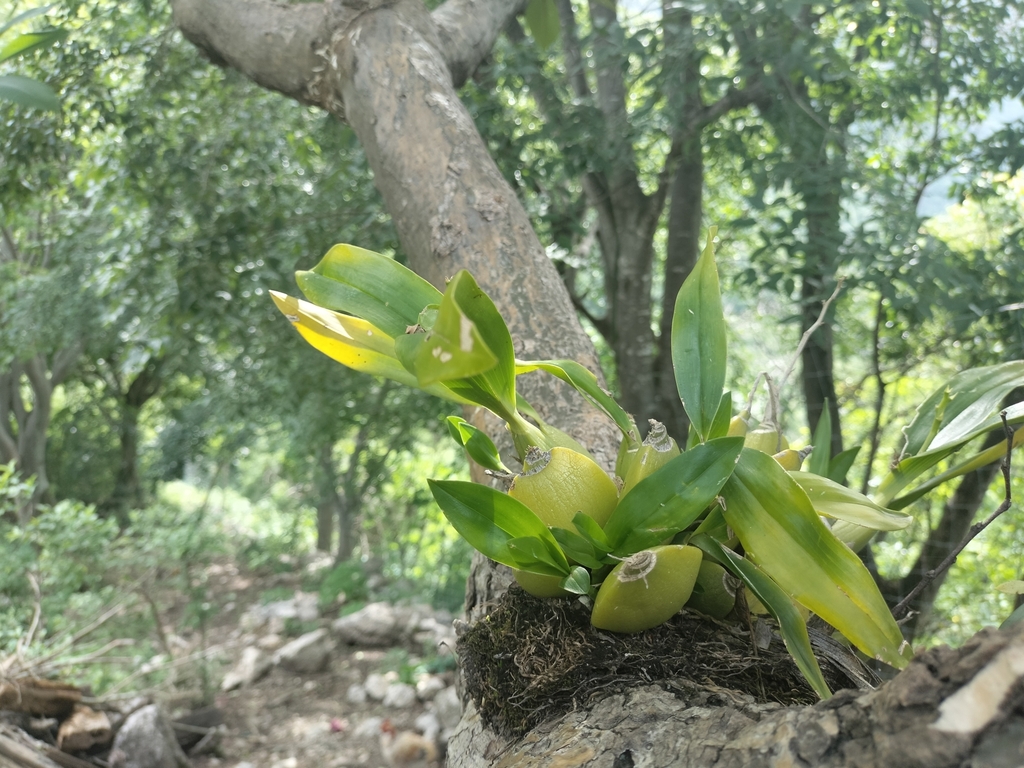 Prosthechea trulla; photograph author not stated, no rights reserved