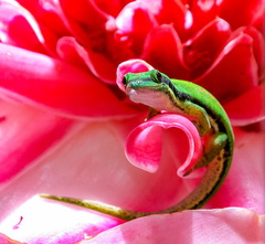 Phelsuma nigristriata