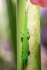 Phelsuma nigristriata