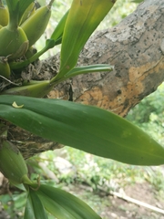author not stated, no rights reserved Prosthechea trulla, photograph author not stated, no rights reserved