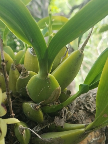 Prosthechea trulla, photograph 3
