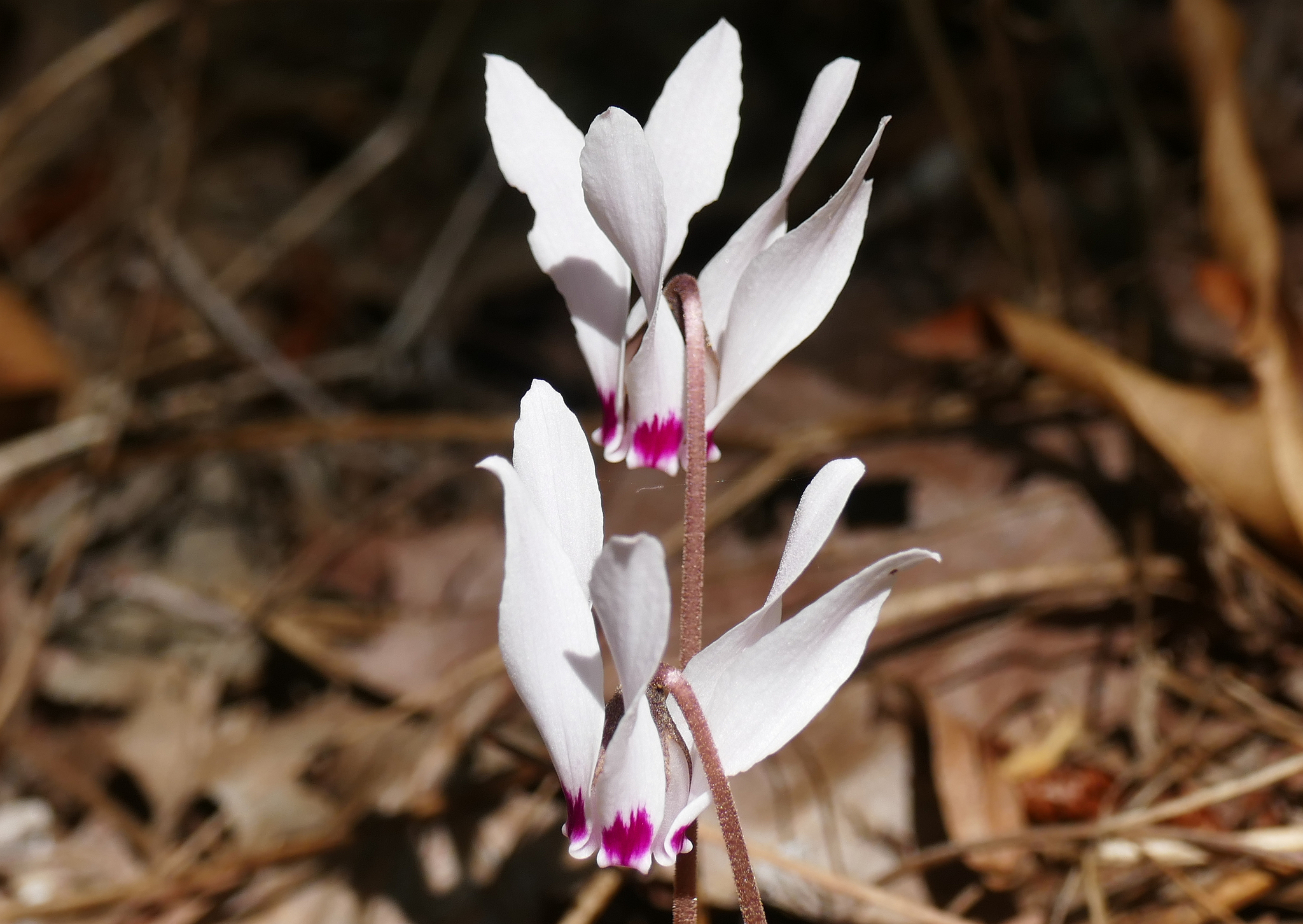 Cyclamen cyprium