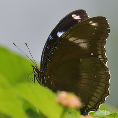 Hypolimnas bolina