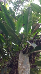 Philodendron glaziovii