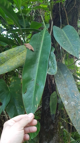 Philodendron glaziovii, photograph 1