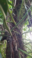 Philodendron glaziovii, photograph Celso Henrique Varela Rios, CC BY, iNaturalist via GBIF