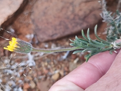 Felicia macrorrhiza