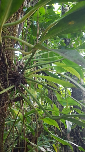 Philodendron glaziovii, photograph 3