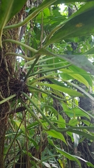 Philodendron glaziovii, photograph Celso Henrique Varela Rios, CC BY, iNaturalist via GBIF