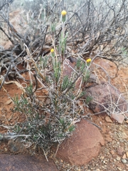 Felicia macrorrhiza