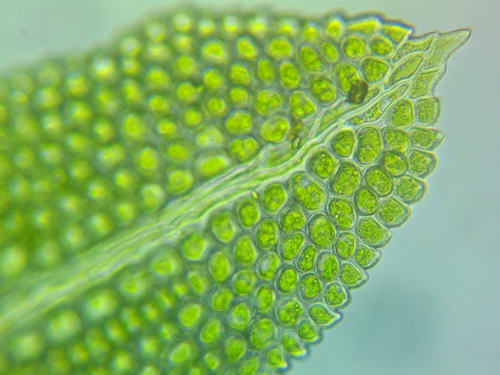 Fissidens bushii observed 2025-07-03