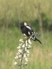 Baptisia alba macrophylla