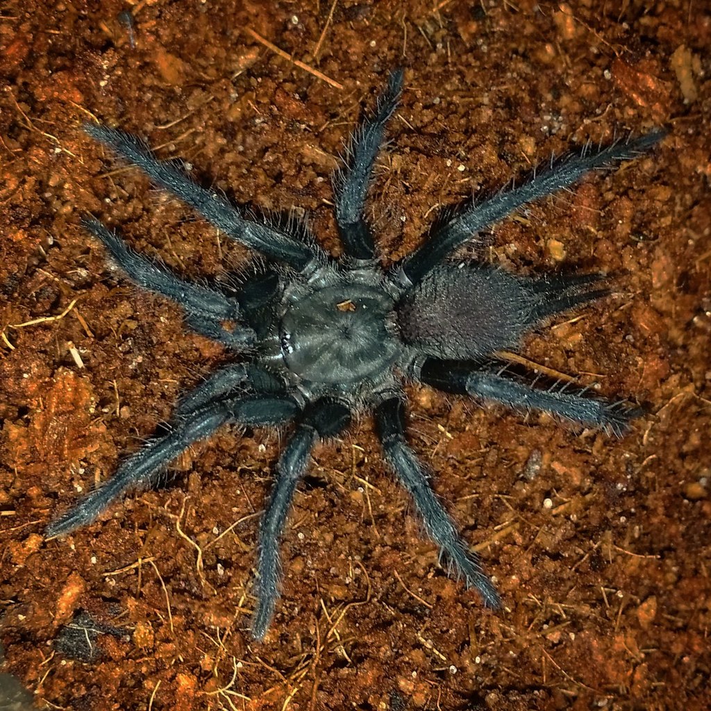 Australothele nambucca