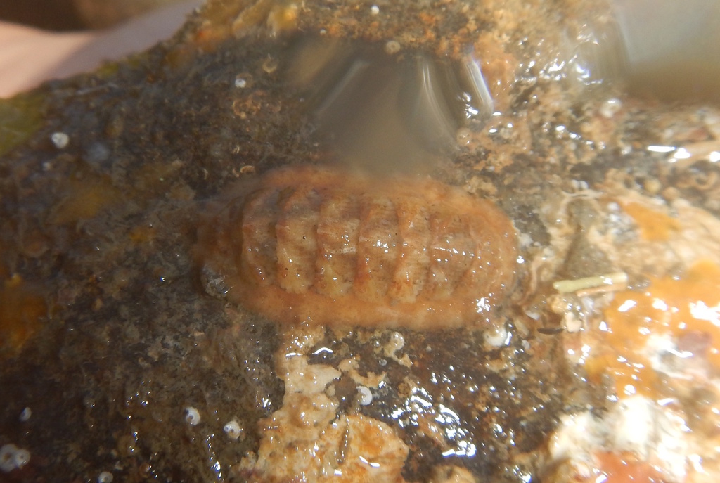 West Indian Ribbed Chiton