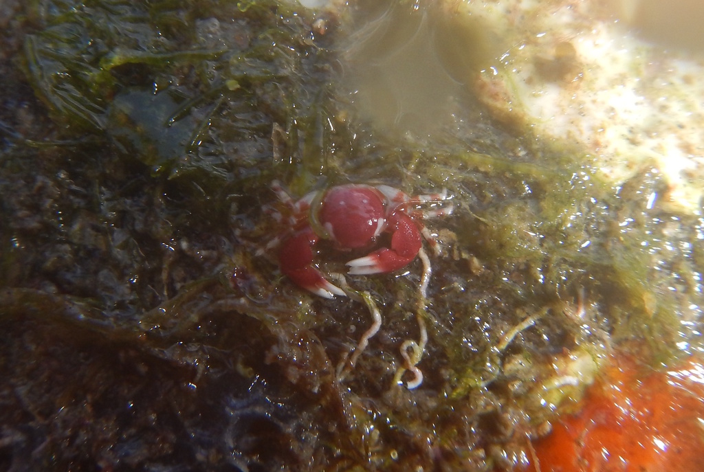 Riise porcelain crab