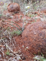 Albuca longipes