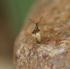 Nanophyinae