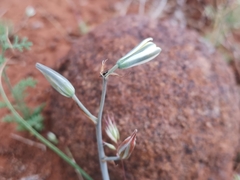 Albuca longipes