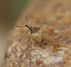 Nanophyinae