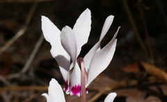 Cyclamen cyprium