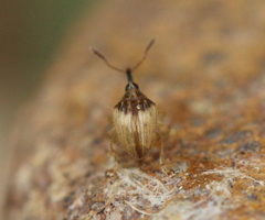 Nanophyinae