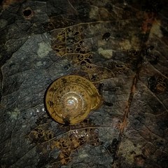 Nitor medioximus