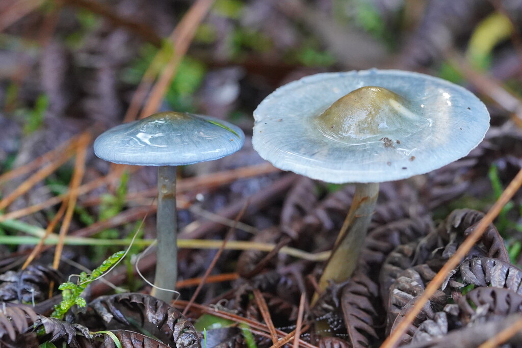 elegant blue webcap