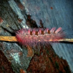 Trichiocercus sparshalli