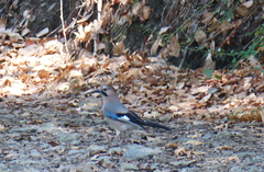 Garrulus glandarius glaszneri