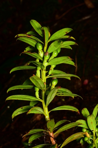 Podocarpus oleifolius - Hojas lineares en disposición espiral
